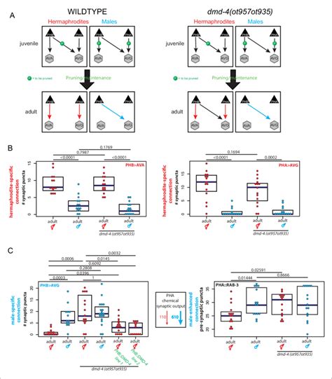 Dmd 4 Is Required For Sexually Dimorphic Synaptic Connectivity A