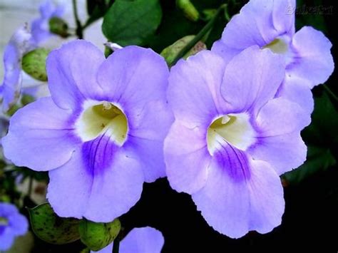 Tumbergia Azul Enredadera De Trompeta Azul Bignonia Azul Thunbergia