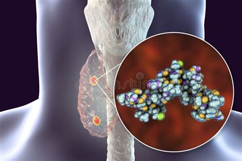 Human Parathyroid Gland Chief Cells Stock Photo Image Of Endocrine