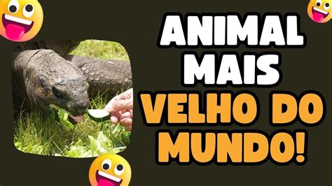 Esses S O Os Top Animais Mais Velhos Do Mundo Youtube