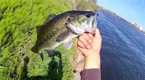 Best Attractant For Bass Recipe For Fresh Water