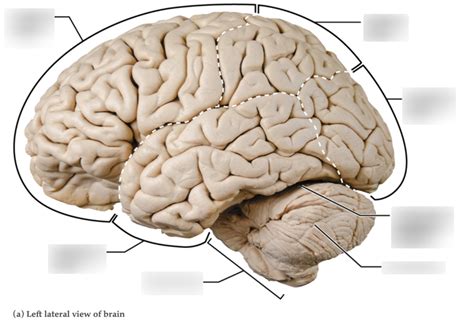 Lobes Sulci And Fissures Of The Cerebral Hemispheres Diagram Quizlet