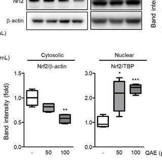 QAE Activates The Nuclear Factor Erythroid 2 Related Factor 2