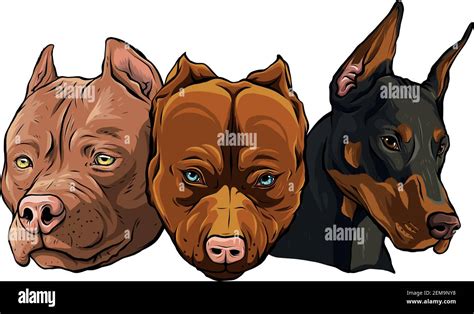 Cara de pitbull Imágenes vectoriales de stock Alamy