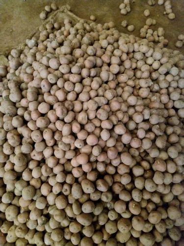 A Grade Uttar Pradesh Red Potato Seeds Packaging Size 40 Kg At Rs 1500quintal In Kishanganj