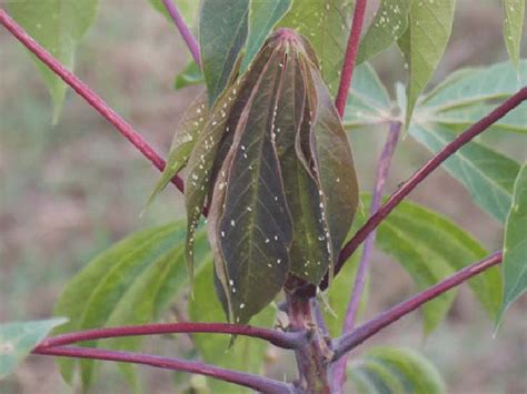 Super Abundant Whiteflies On Cassava In Uganda Download Scientific