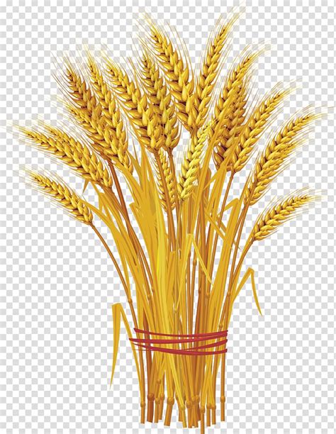 bundle of wheat clipart 20 free Cliparts | Download images on ...