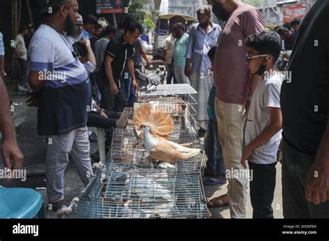 A Weekly Pigeon Market Is Held Under The Mayor Hanif Flyover In Every