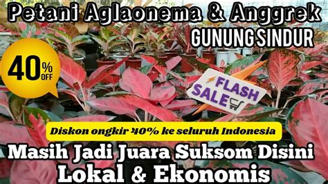 Juaranya Aglaonema Suksom Lokal Langsung Dari Petani Aglonema