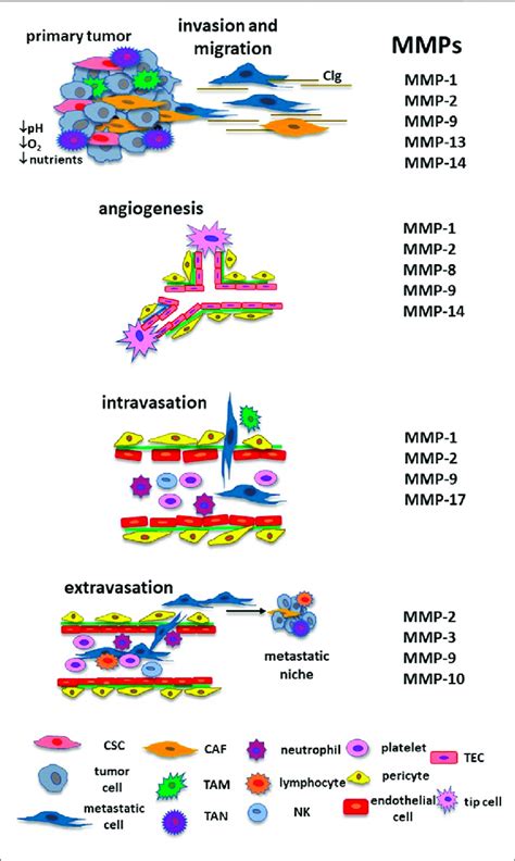 Mmps And The Metastatic Cascade During Cancer Progression Mmps Have