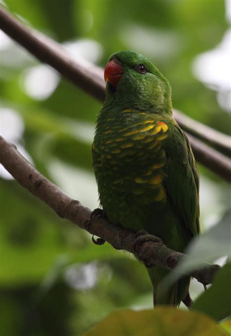 Scaly Breasted Lorikeet A Wild Hybrid The Grip