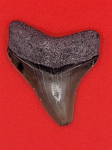 167 Bone Valley Megalodon Tooth Etsy