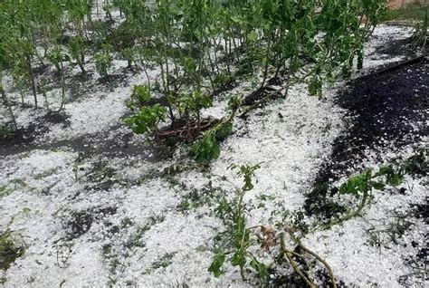 Produtores De Caf Relatam Perdas De At Granizo Em S O Paulo