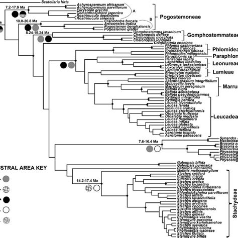 Multilocus Coalescence Based Tree Species Tree Inferred From The