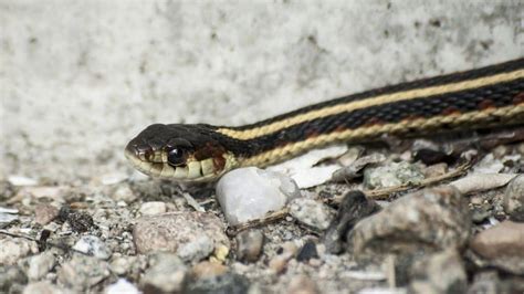 Garter Snake Care The Ultimate Guide For Pet Owners