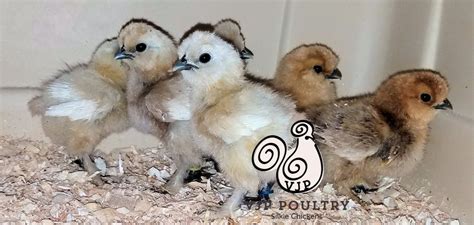 White Baby Silkies For Sale Tractor Supply Minnesota Vjp Poultry