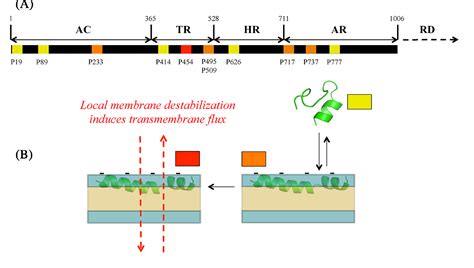 Figure 1 From Translocation And Calmodulin Activation Of The Adenylate