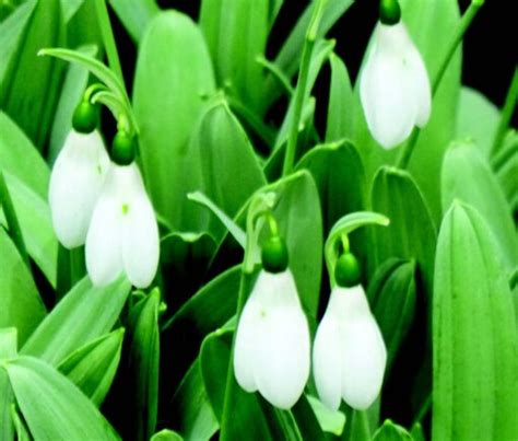 Galanthus Elwesii Mount Everest Brent Becky S Bulbs Fragrant