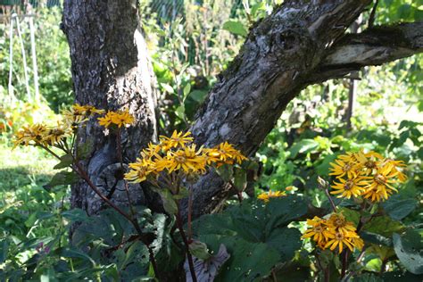 Растения, которые способны «вытянуть» цветник | Home and garden | Дзен