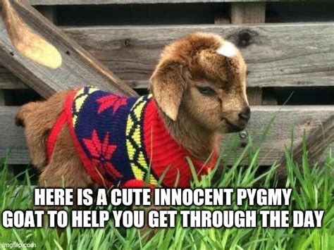 Cute Goat To Help You Today Imgflip