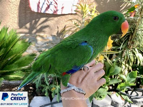 Solomon Island Eclectus Parrots For Sale Parrotcrown