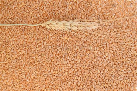 top view  wheat grain background stock photo image  seed