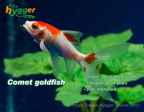 Do you Know How Long Do Goldfish Live - Hygger