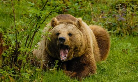 Brown Bear vs Grizzly Bear: 4 Key Differences - A-Z Animals