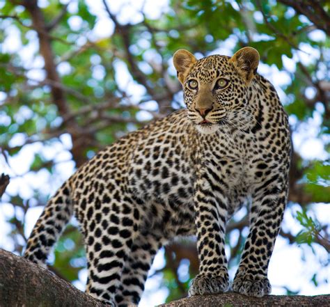 Leopard Auf Dem Baum Natur Fototapeten Papermoon De