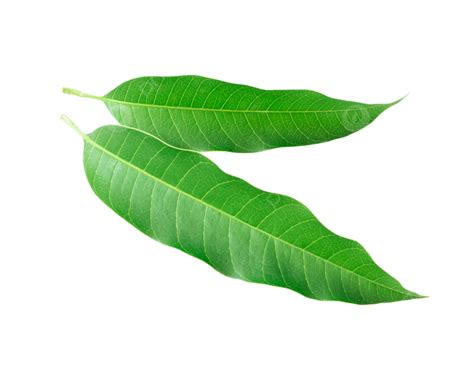 Mango Leaf On White Background Branch Water Design Frame Png