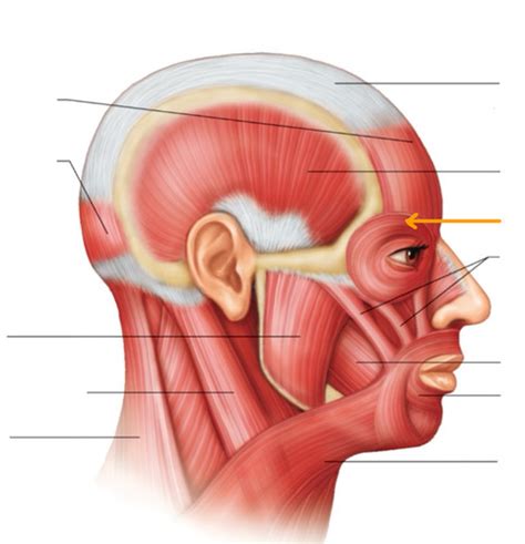 Muscle Practical Flashcards Quizlet