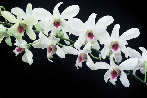 Blue Singapore Orchids Meaning Mothball On Orchids