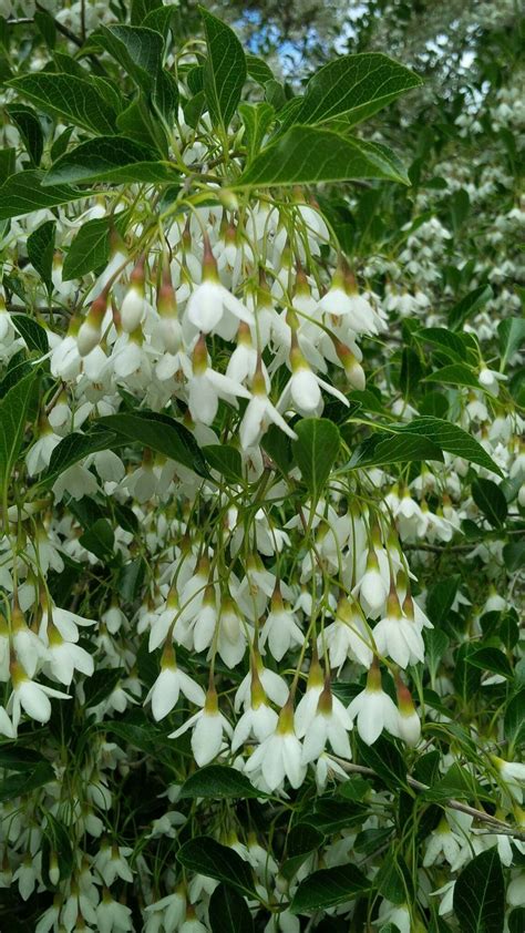 Japanese Snowbell Tree Styrax Japonicas Near Kiosk At Entry Plaza Tuin