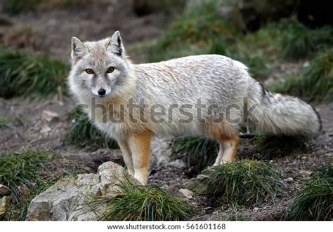 688 Corsac Fox Stock Photos, Images & Photography | Shutterstock