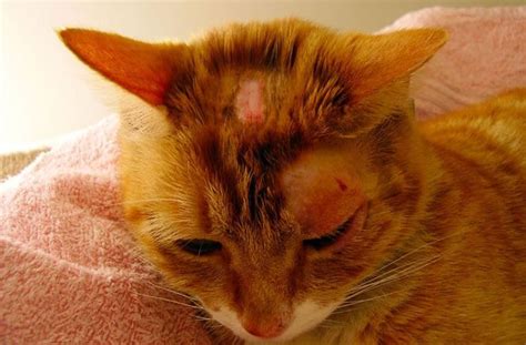 Tigna Del Gatto Sintomi Cause E Cura Della Dermatofitosi Nei Gatti