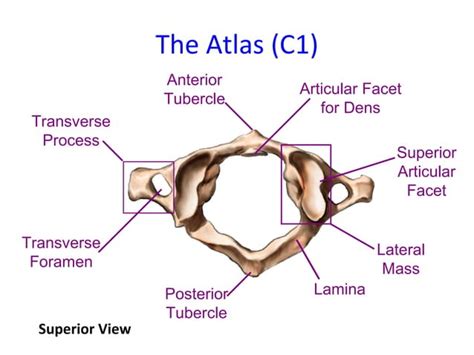 Anatomy of spine | PPT