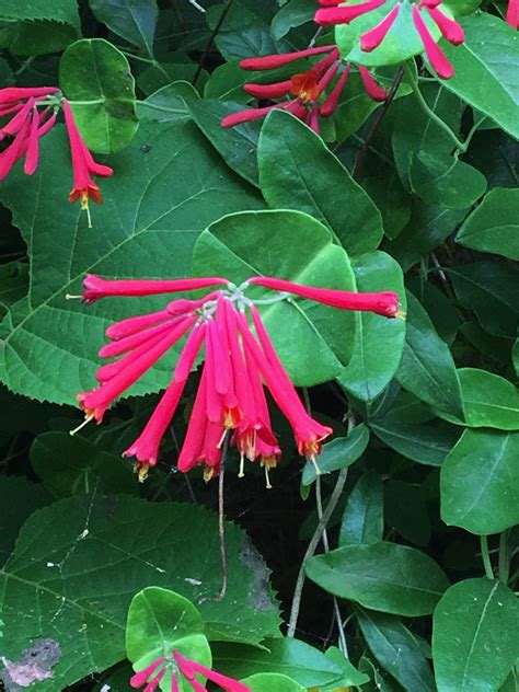 Forest Understory Plants | Trailside Museums and Zoo