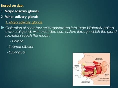 Salivary Glands