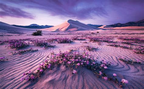 Pfeil Dynamik Sand Dünen Blüten Wolken Landschaft Himmel HD