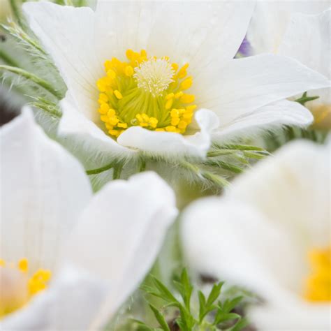 Szk Ka Bylin Dobrepole Pulsatilla Vulgaris Pinwheel White