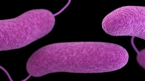 What To Know About The Rare Flesh Eating Bacteria Vibrio Vulnificus