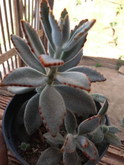 •orelha De Gato • Nome Científico Kalanchoe Tomentosa • Família Crassulaceae