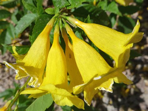 Large yellow flowers - photos of Tecoma Stans, Bignoniaceae