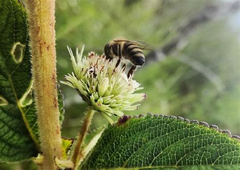 Para Controlar Plaga De Hormiga Loca Mag Autoriza Uso De Insecticida