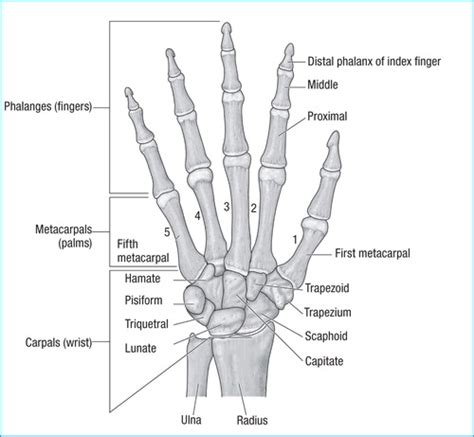 Wrist And Hand Joints Chap 7 Not Done Flashcards Quizlet