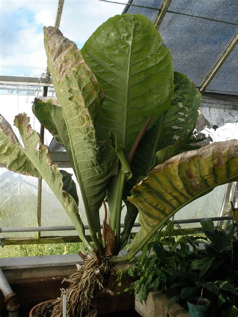 Anthurium Hookeri Araceae Image At Phytoimages Siu Edu