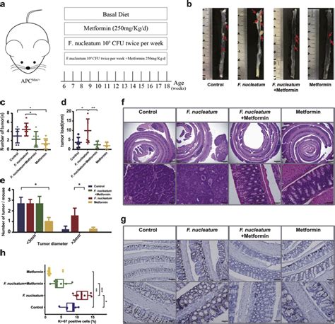 Metformin Suppresses Colonic Tumourigenicity In APC Min Mice A