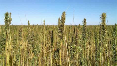 Canadian Organic Hemp Seed Production Is Unsustainable Hemp Seed Oileu