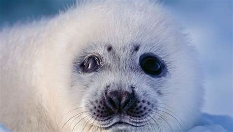 Quiz Les bébés animaux | Nature, Animaux