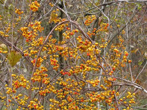 Invasive Plant Guide